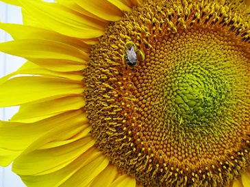 Sunflower Bee Allergy Relief Alert1 Medical Alert Systems
